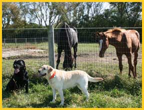 Dog Kennels McHenry IL