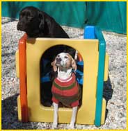 McHenry IL Dog Daycare